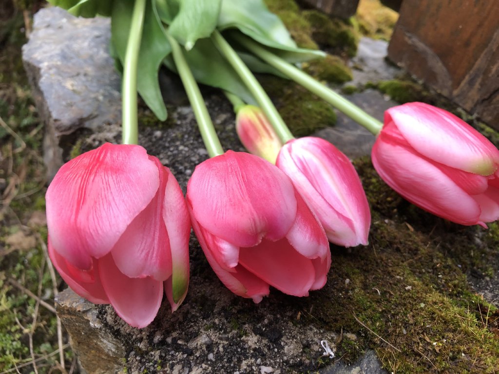 Umělé tulipány růžové latexové 40 cm